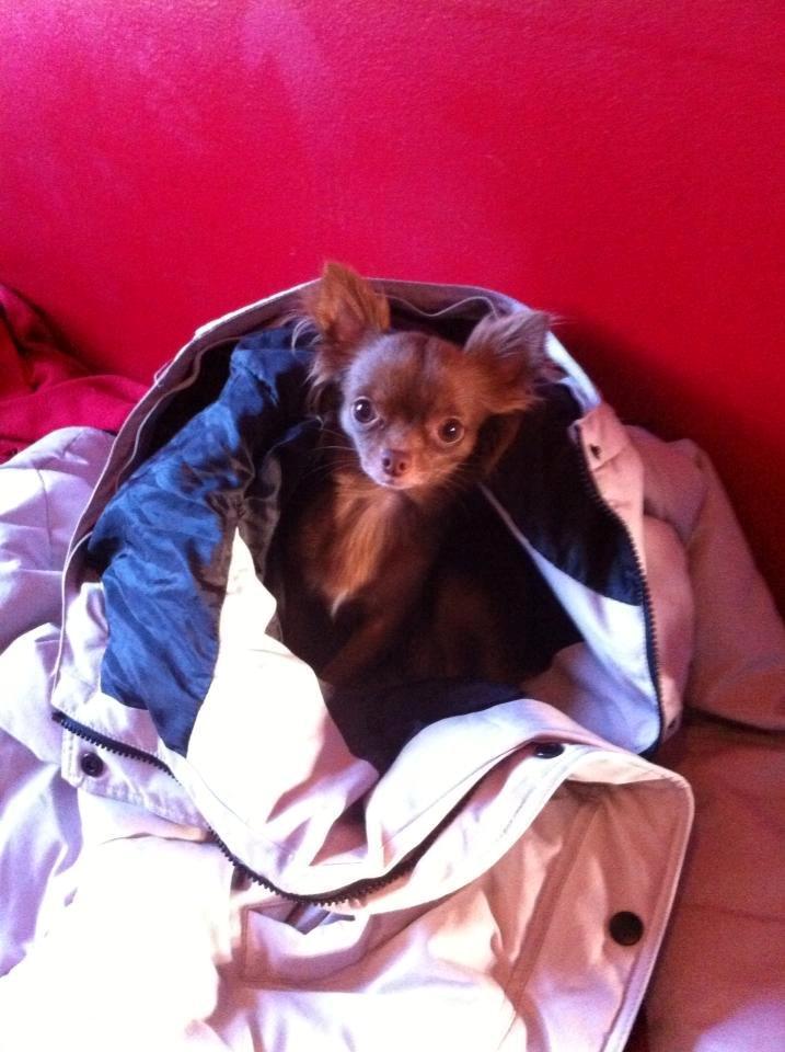 Chihuahua Abi Bear billede 11