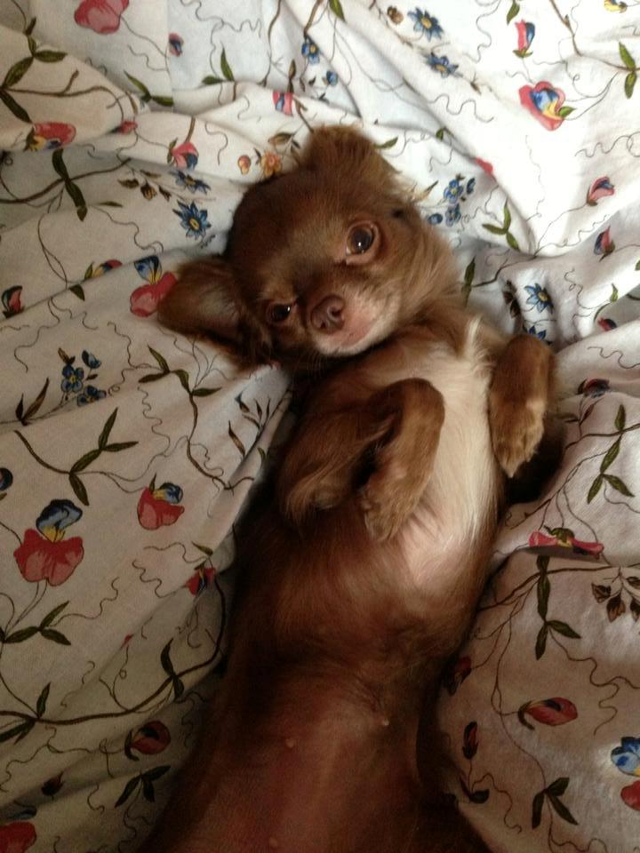 Chihuahua Abi Bear billede 1