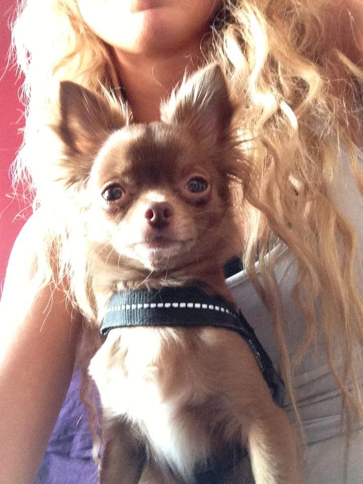 Chihuahua Abi Bear billede 12