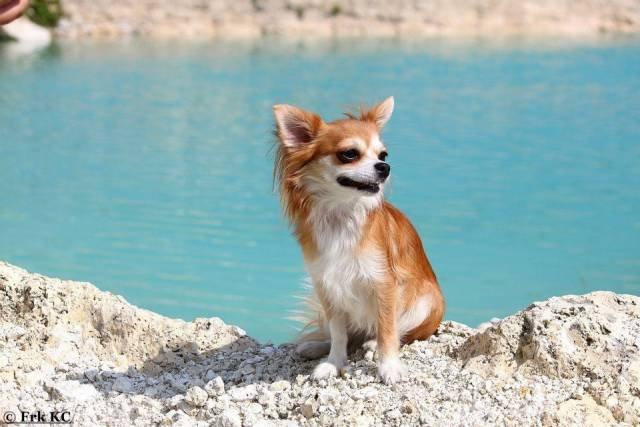 Chihuahua Cassie billede 3