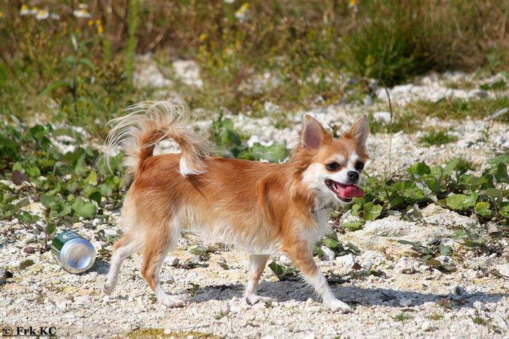 Chihuahua Cassie billede 8