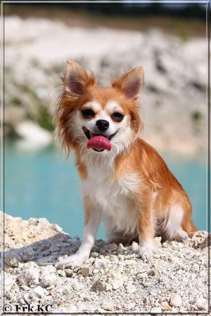 Chihuahua Cassie billede 1