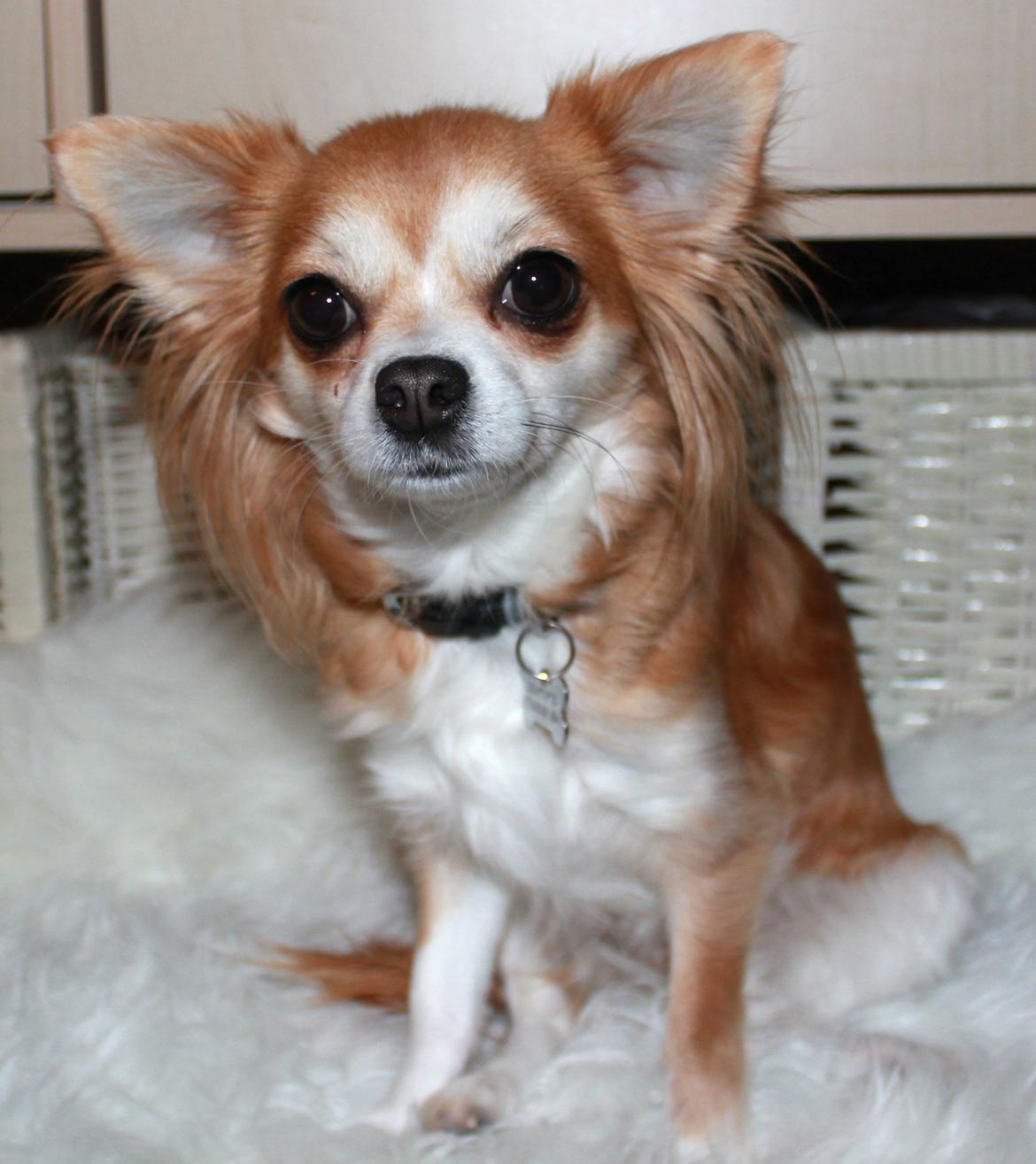 Chihuahua Cassie billede 9