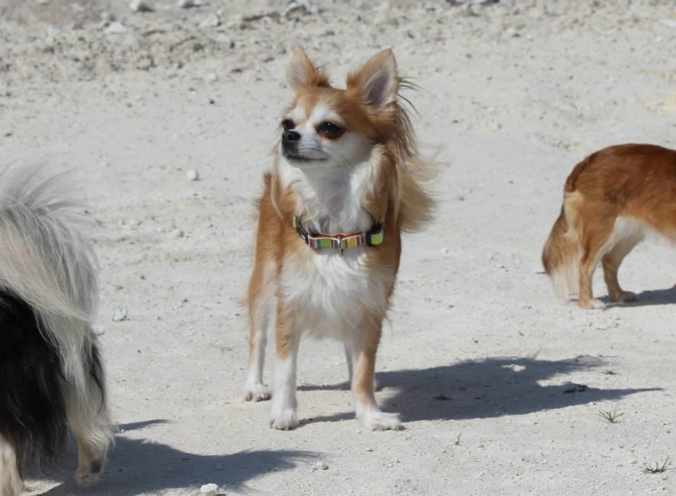 Chihuahua Cassie billede 10