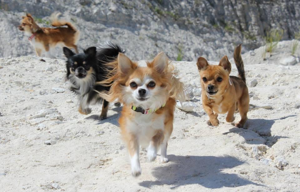 Chihuahua Cassie billede 11