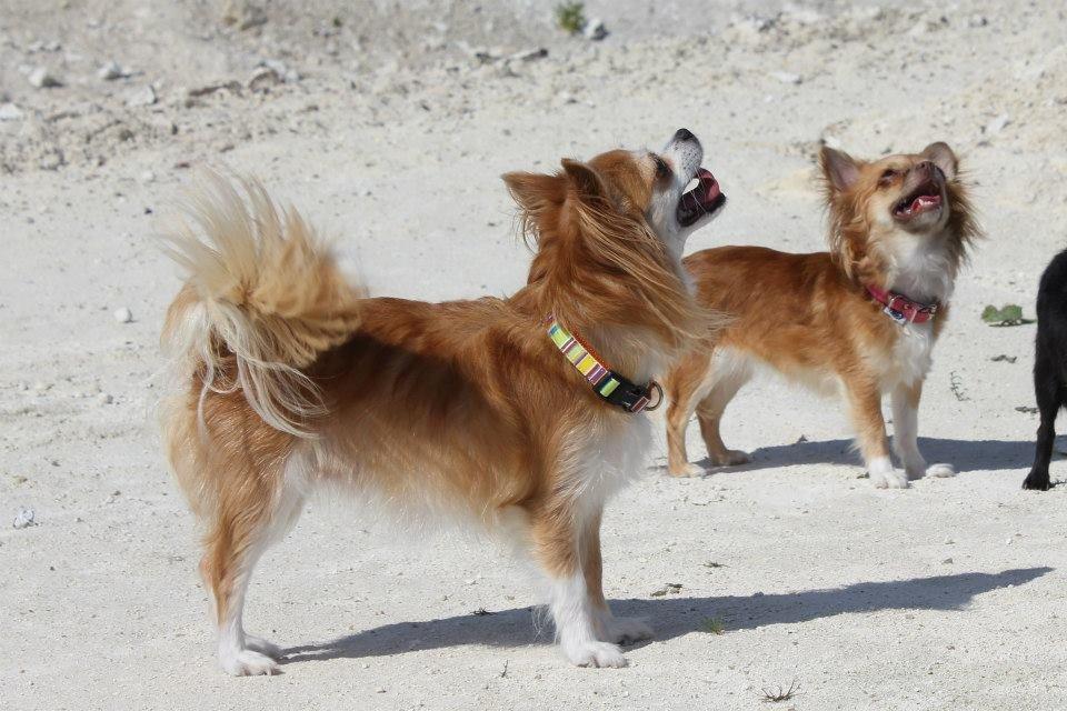 Chihuahua Cassie billede 12