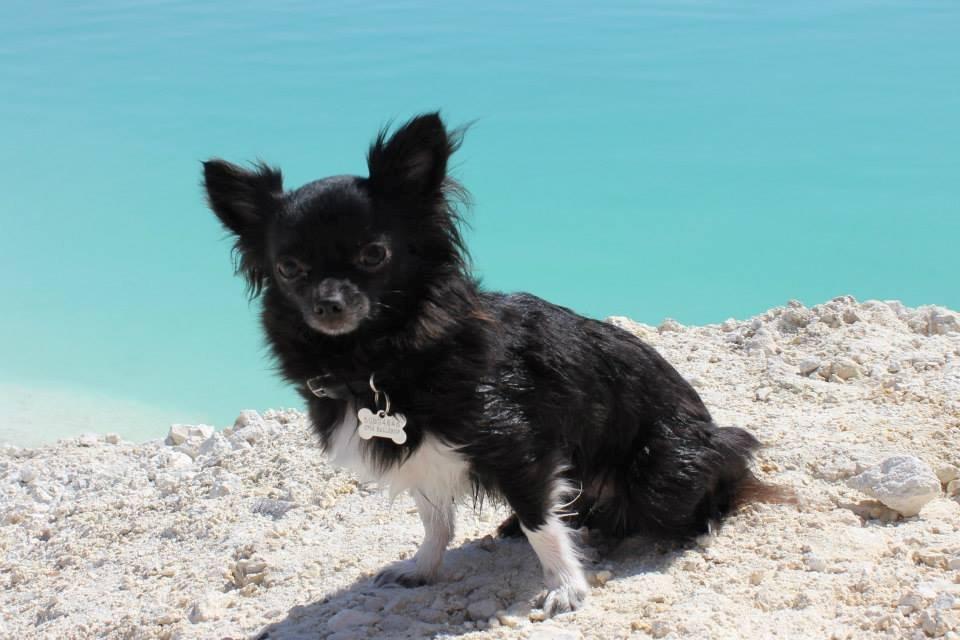 Chihuahua Livi billede 1