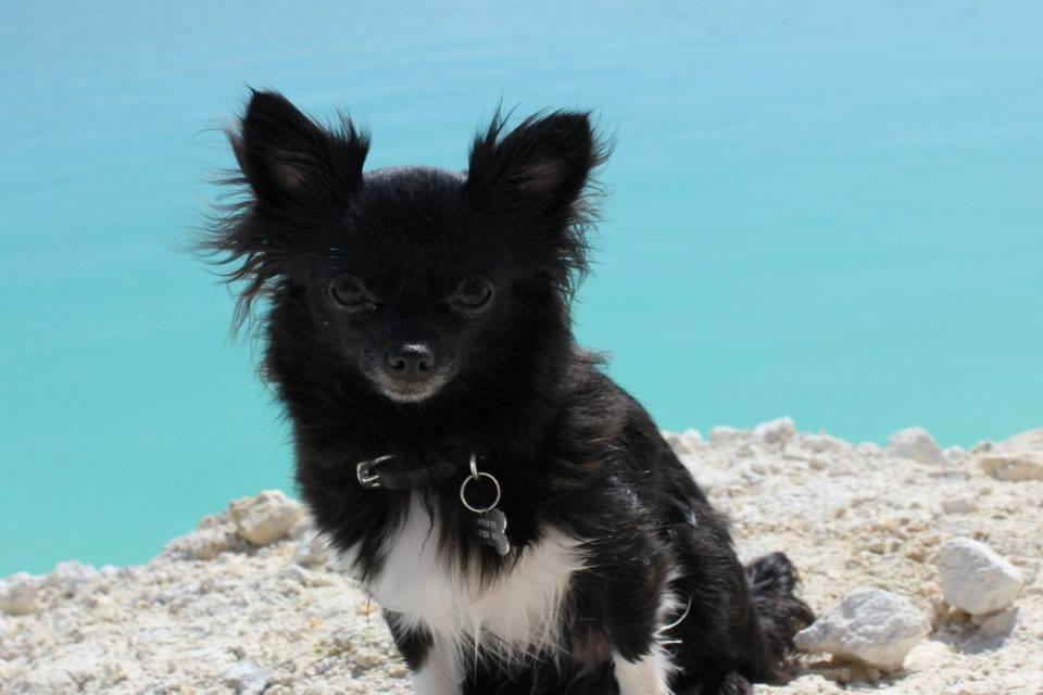 Chihuahua Livi billede 10