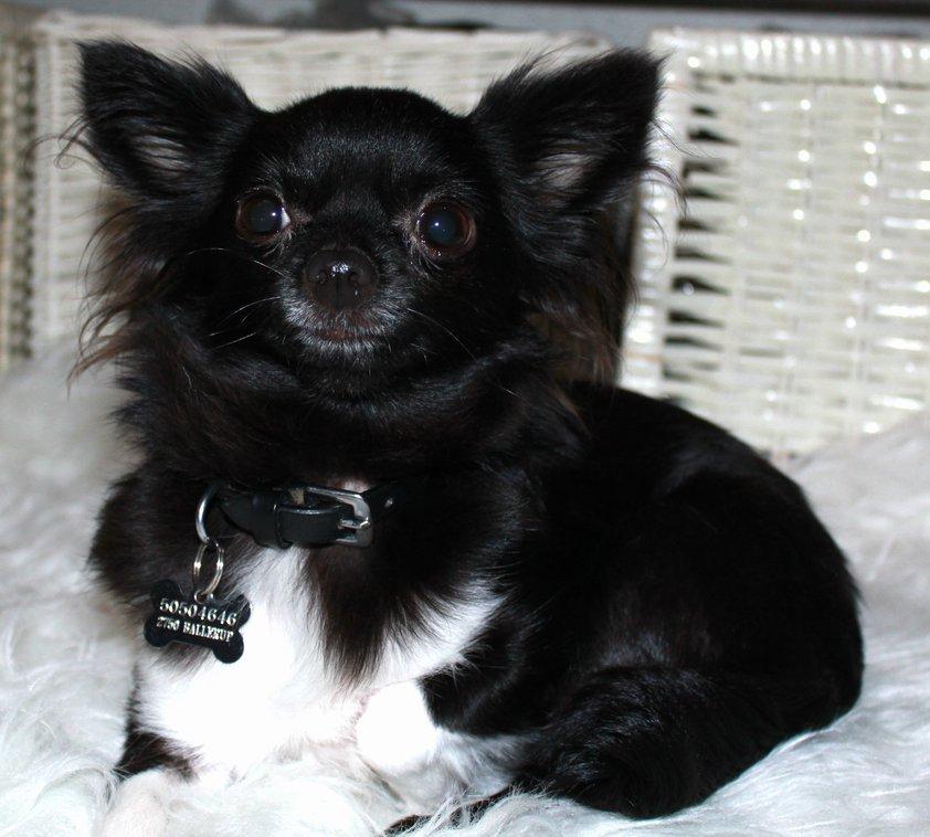 Chihuahua Livi billede 11