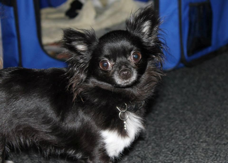 Chihuahua Livi billede 12