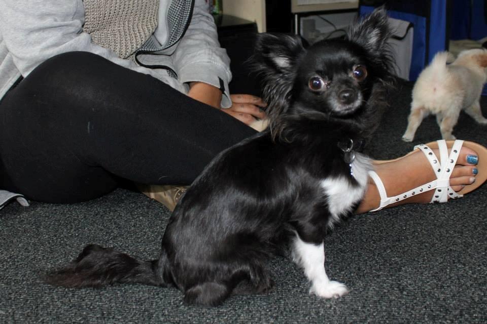 Chihuahua Livi billede 13