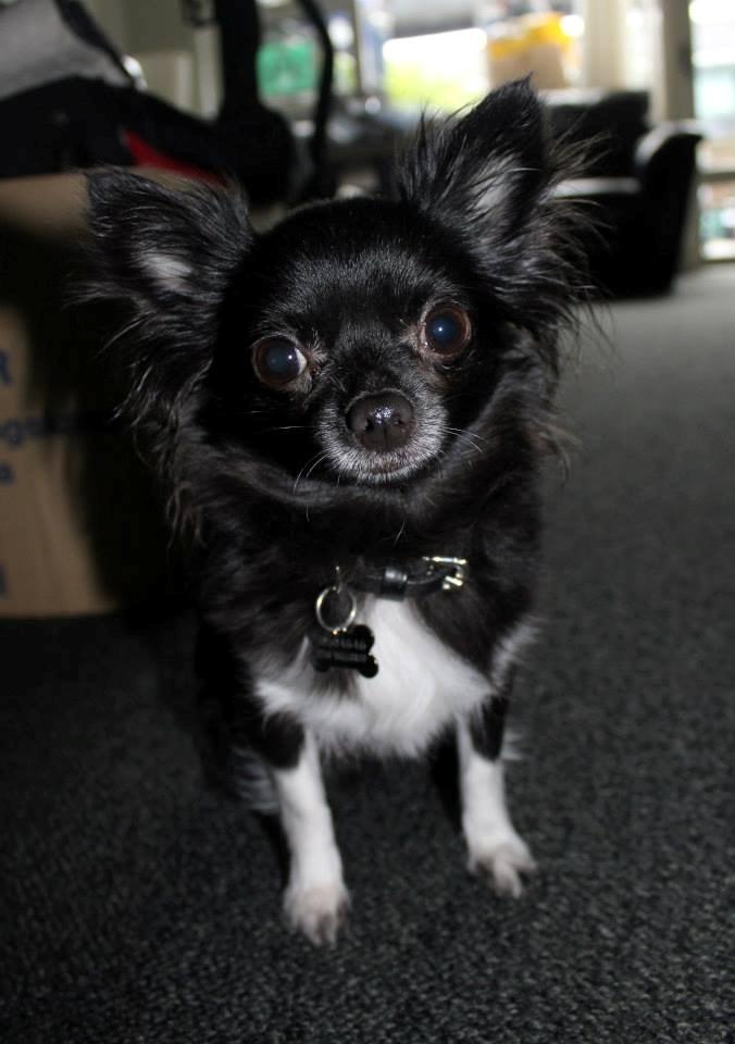 Chihuahua Livi billede 14