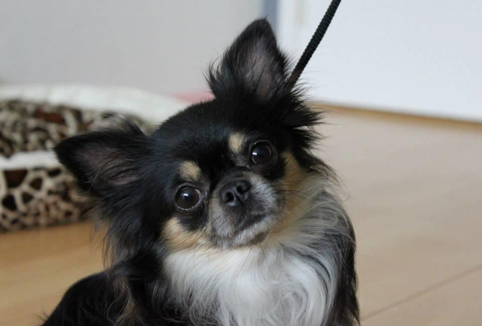 Chihuahua Odo of Blue Diamonts billede 1