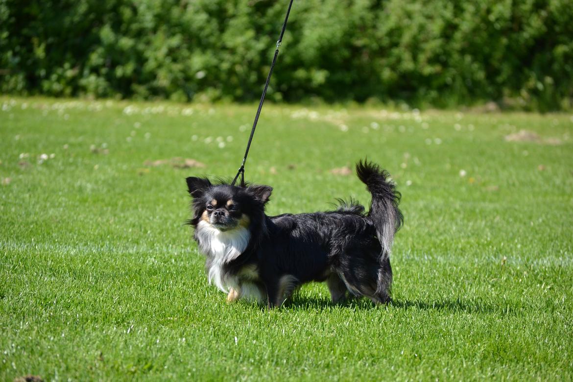 Chihuahua Odo of Blue Diamonts billede 14