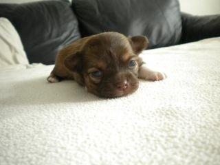 Chihuahua Licabi's Babette billede 3