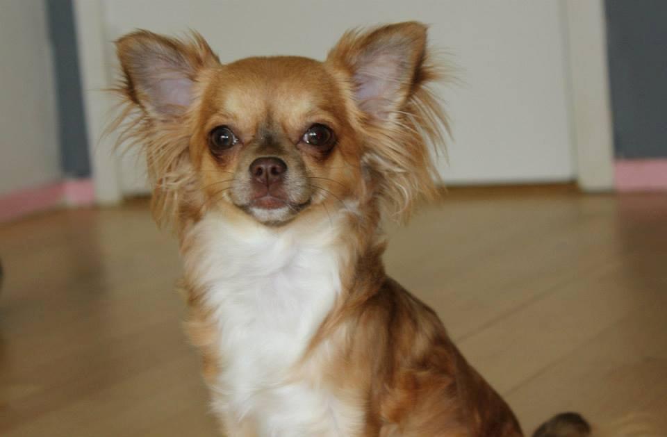 Chihuahua Licabi's Babette billede 4
