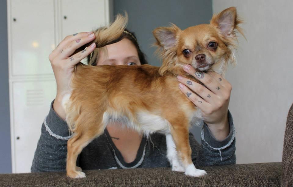 Chihuahua Licabi's Babette billede 2