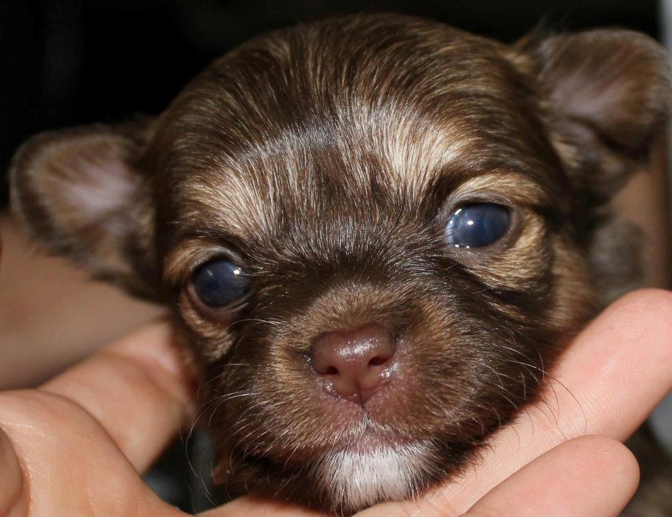 Chihuahua Licabi's Babette billede 5