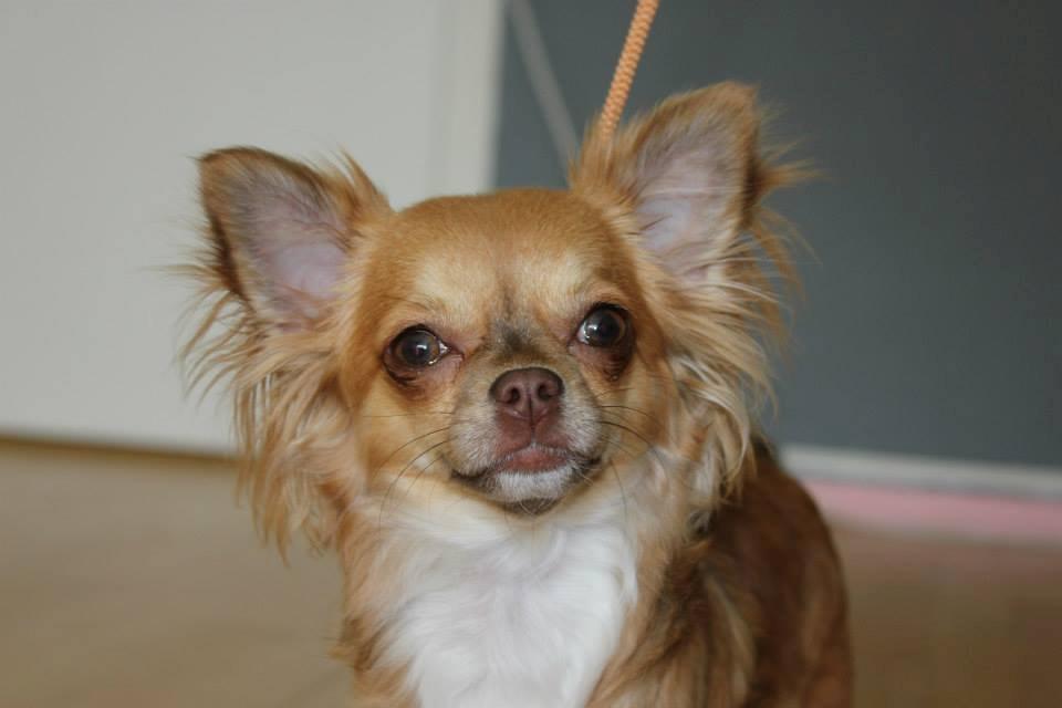 Chihuahua Licabi's Babette billede 6