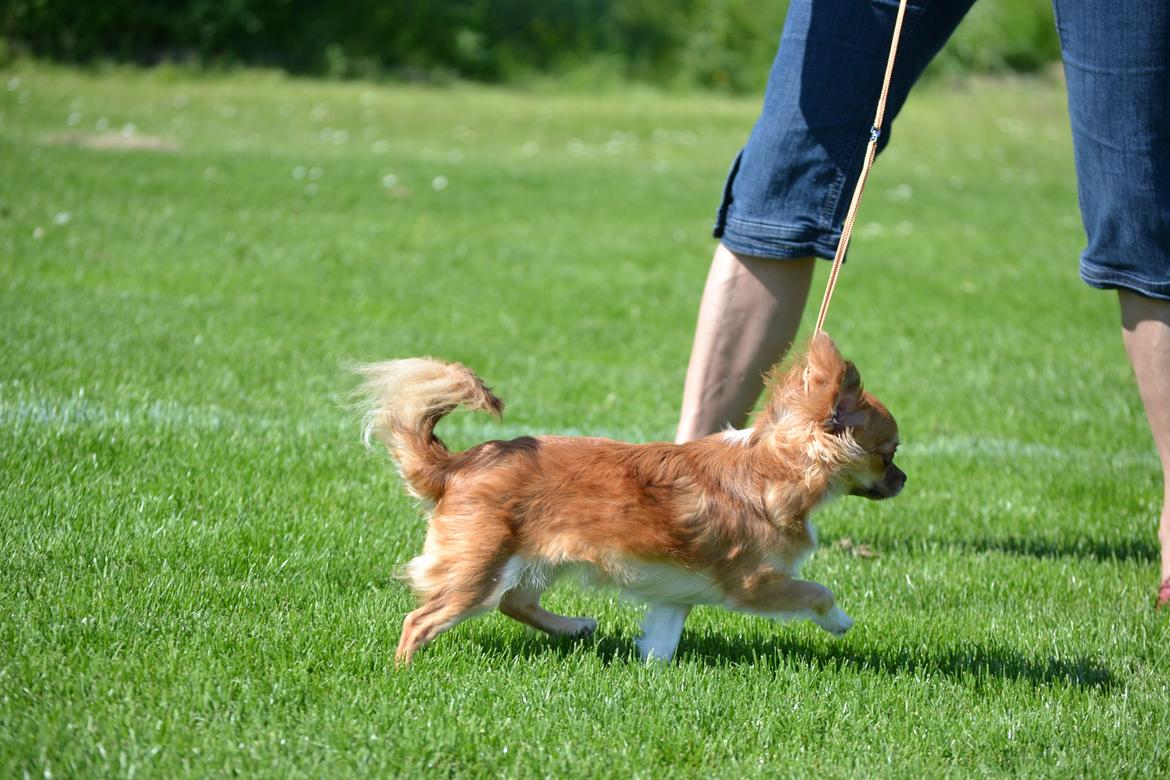 Chihuahua Licabi's Babette billede 1