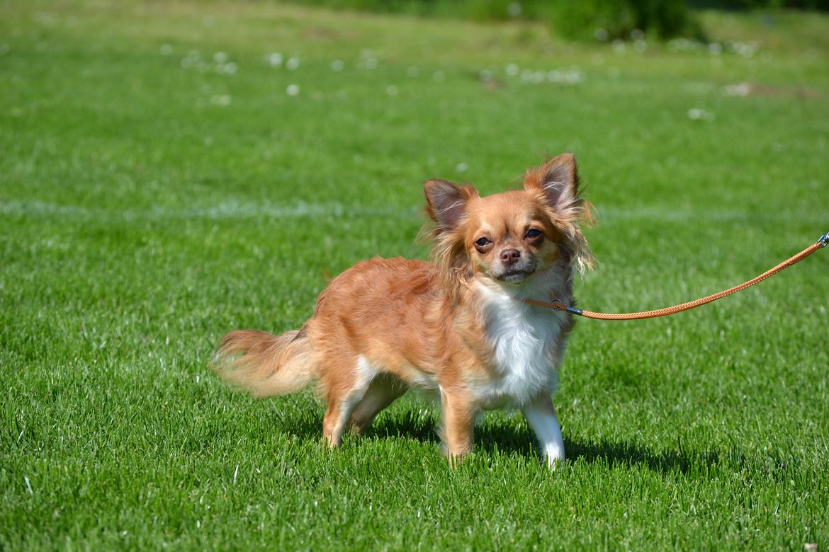 Chihuahua Licabi's Babette billede 7