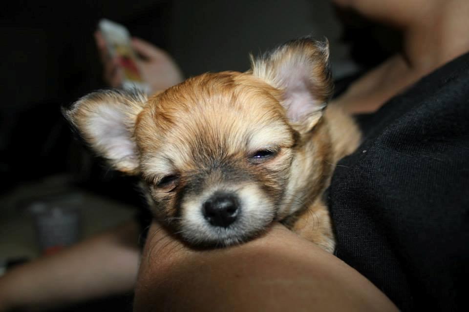 Chihuahua Licabi's Chia billede 2