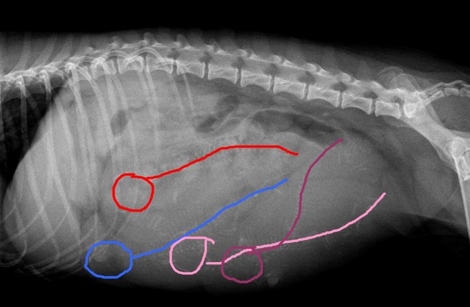 Chihuahua Licabi's Chia billede 3