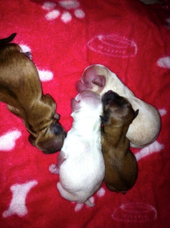 Chihuahua Licabi's Chia billede 4