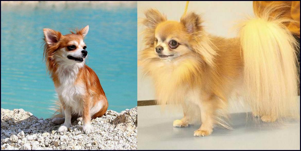 Chihuahua Licabi's Chia billede 5
