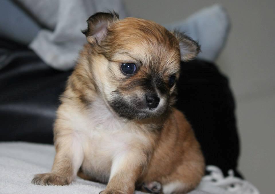 Chihuahua Licabi's Chia billede 6