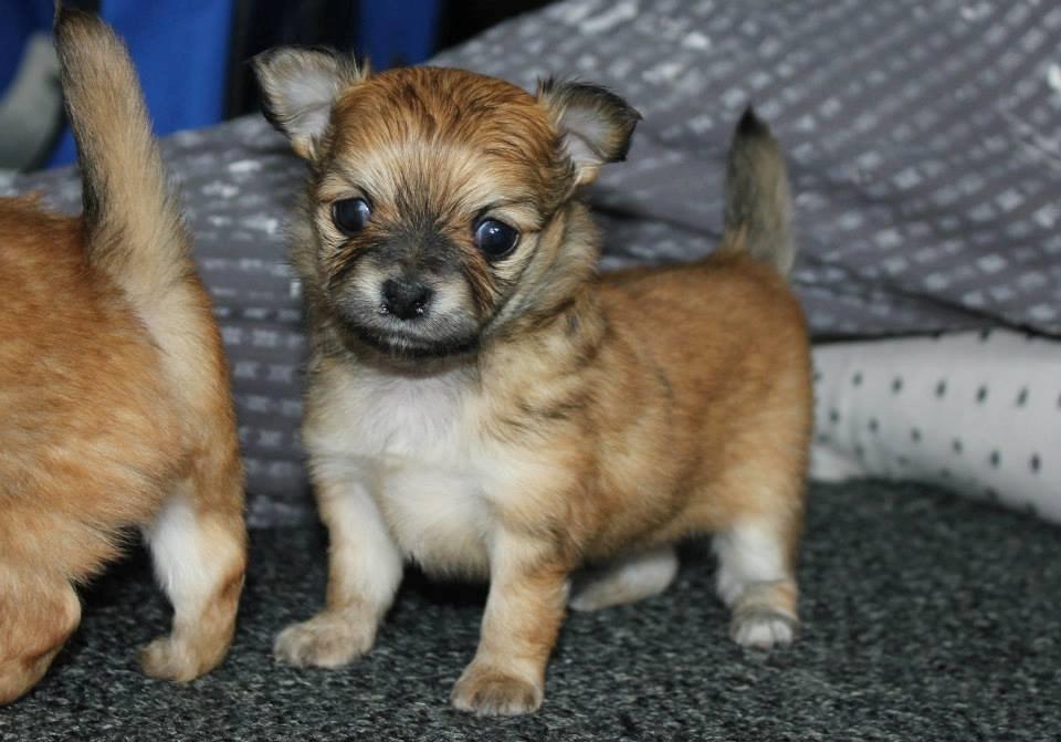 Chihuahua Licabi's Chia billede 7