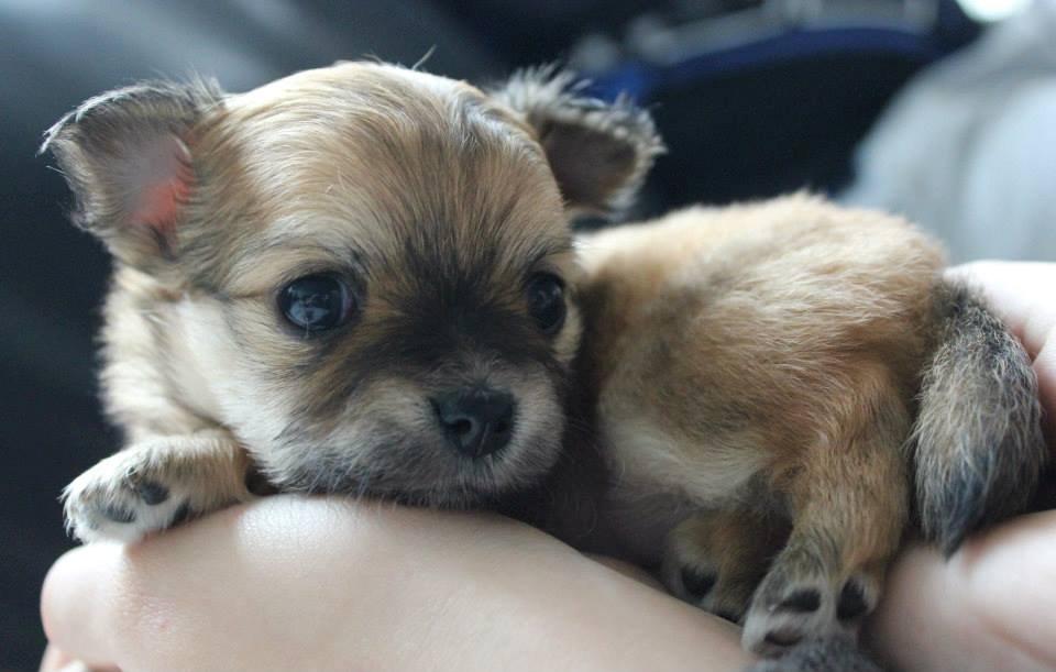 Chihuahua Licabi's Chia billede 8