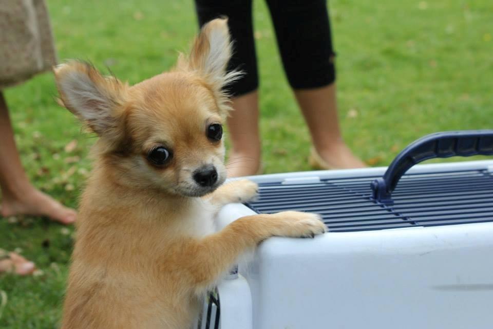 Chihuahua Licabi's Chia billede 1