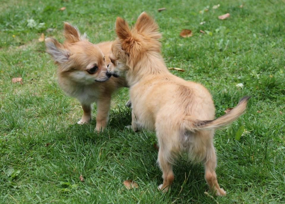 Chihuahua Licabi's Chia billede 9