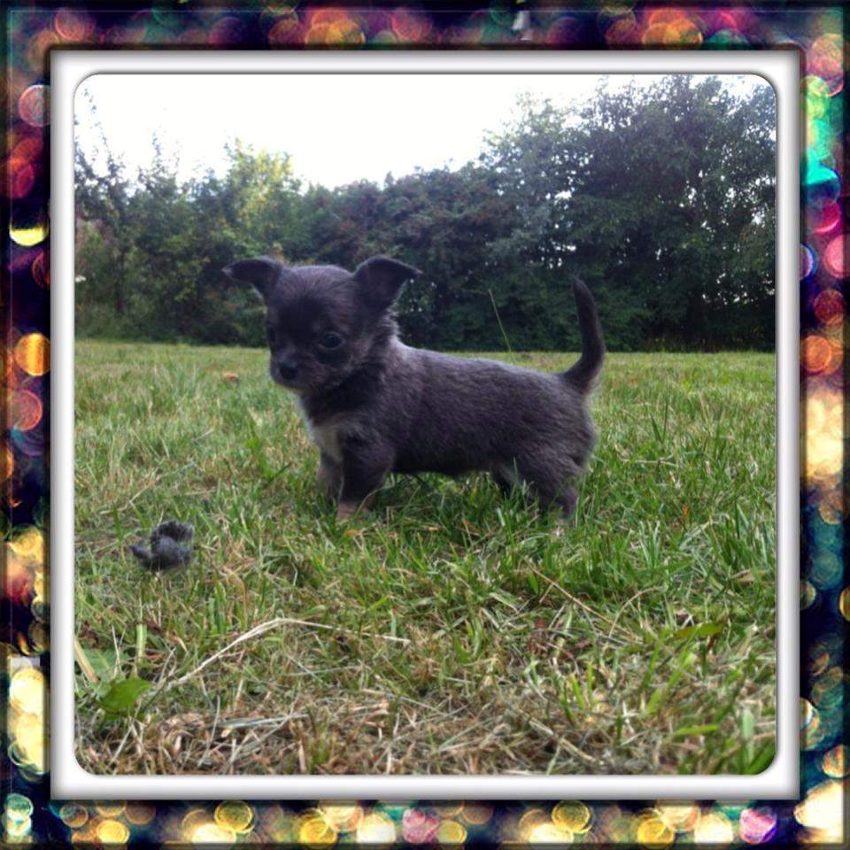 Chihuahua High Fly Lady Blue Flower billede 3