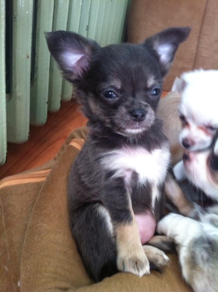 Chihuahua High Fly Lady Blue Flower billede 2