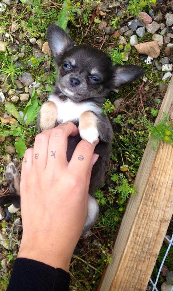 Chihuahua High Fly Lady Blue Flower billede 1