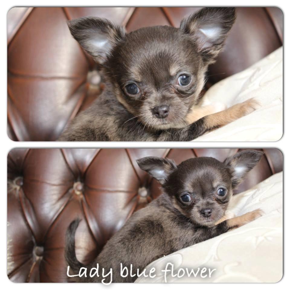 Chihuahua High Fly Lady Blue Flower billede 4