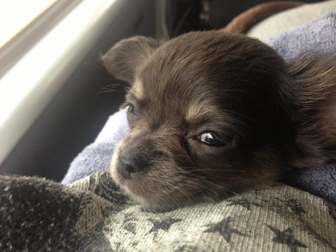 Chihuahua High Fly Lady Blue Flower billede 5