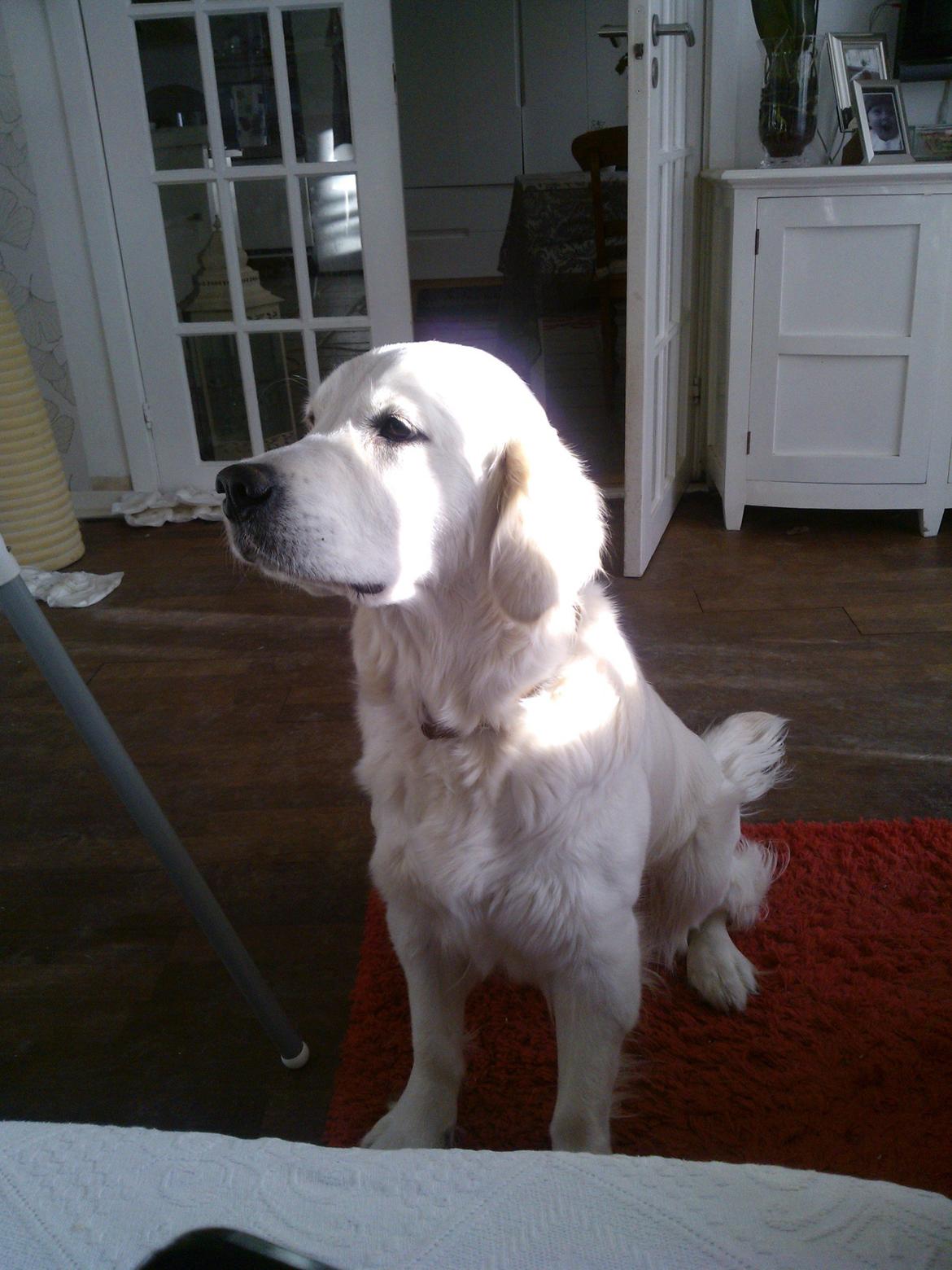 Golden retriever Quinnie billede 1