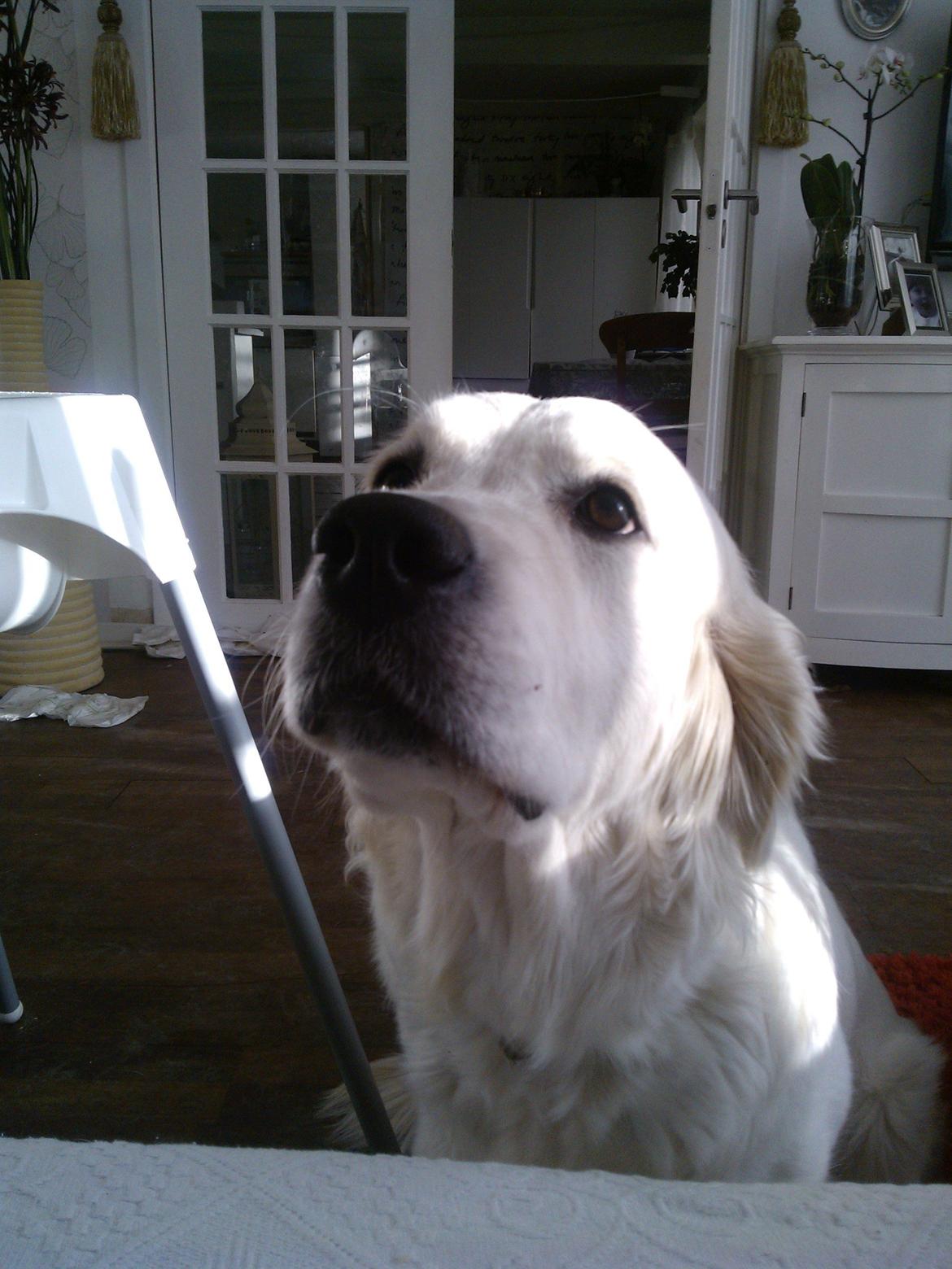 Golden retriever Quinnie billede 2