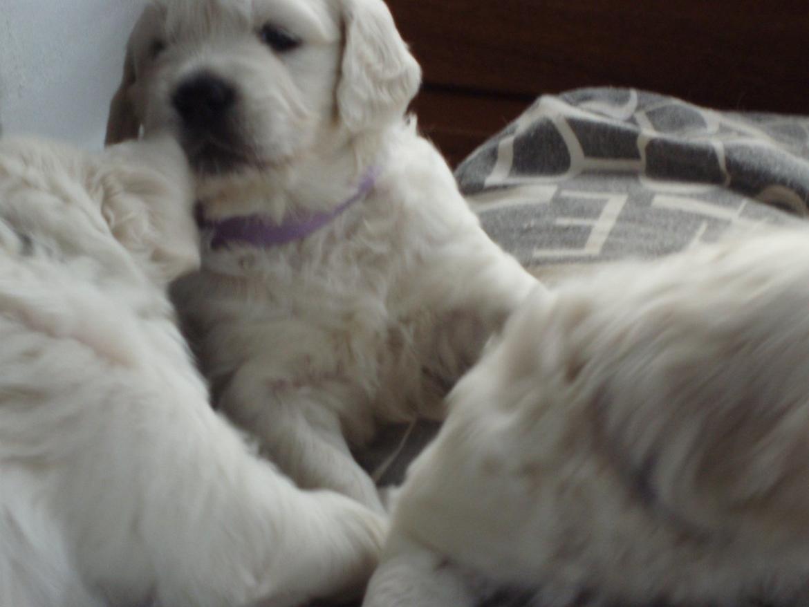 Golden retriever Quinnie billede 4