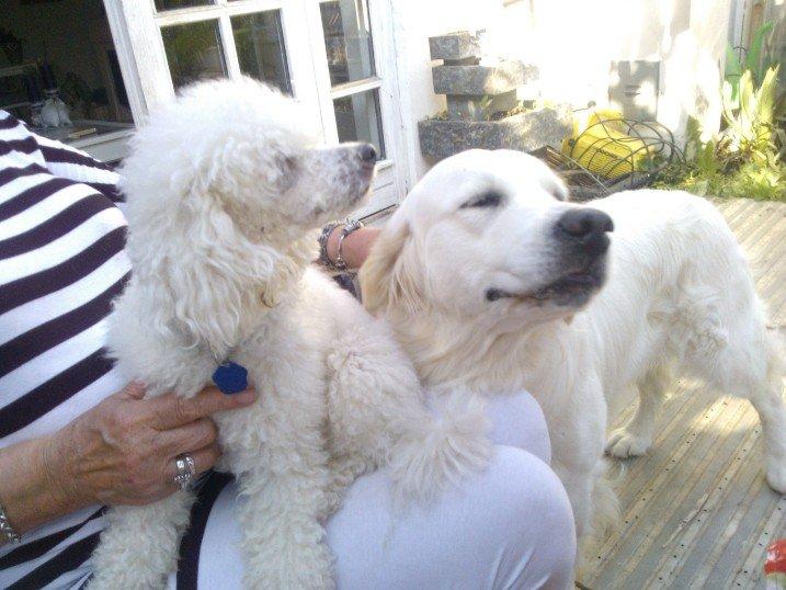 Golden retriever Quinnie billede 3