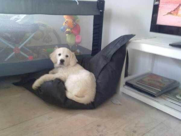 Golden retriever Quinnie billede 5