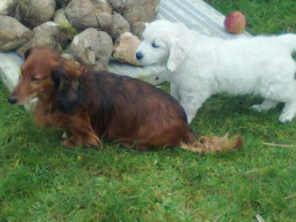 Golden retriever Quinnie billede 6