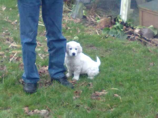 Golden retriever Quinnie billede 7