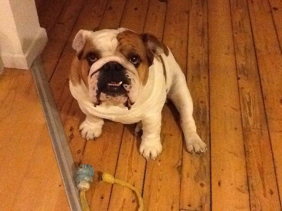 Engelsk bulldog malcom's Maroon Meringue - Arthur billede 6