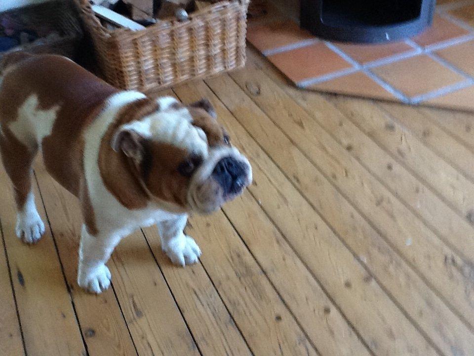 Engelsk bulldog malcom's Maroon Meringue - Arthur billede 10