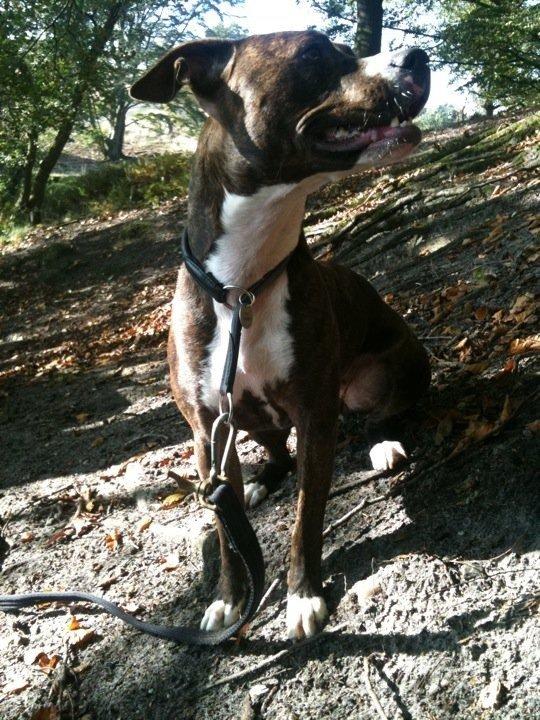 Amerikansk staffordshire terrier Pixie billede 15