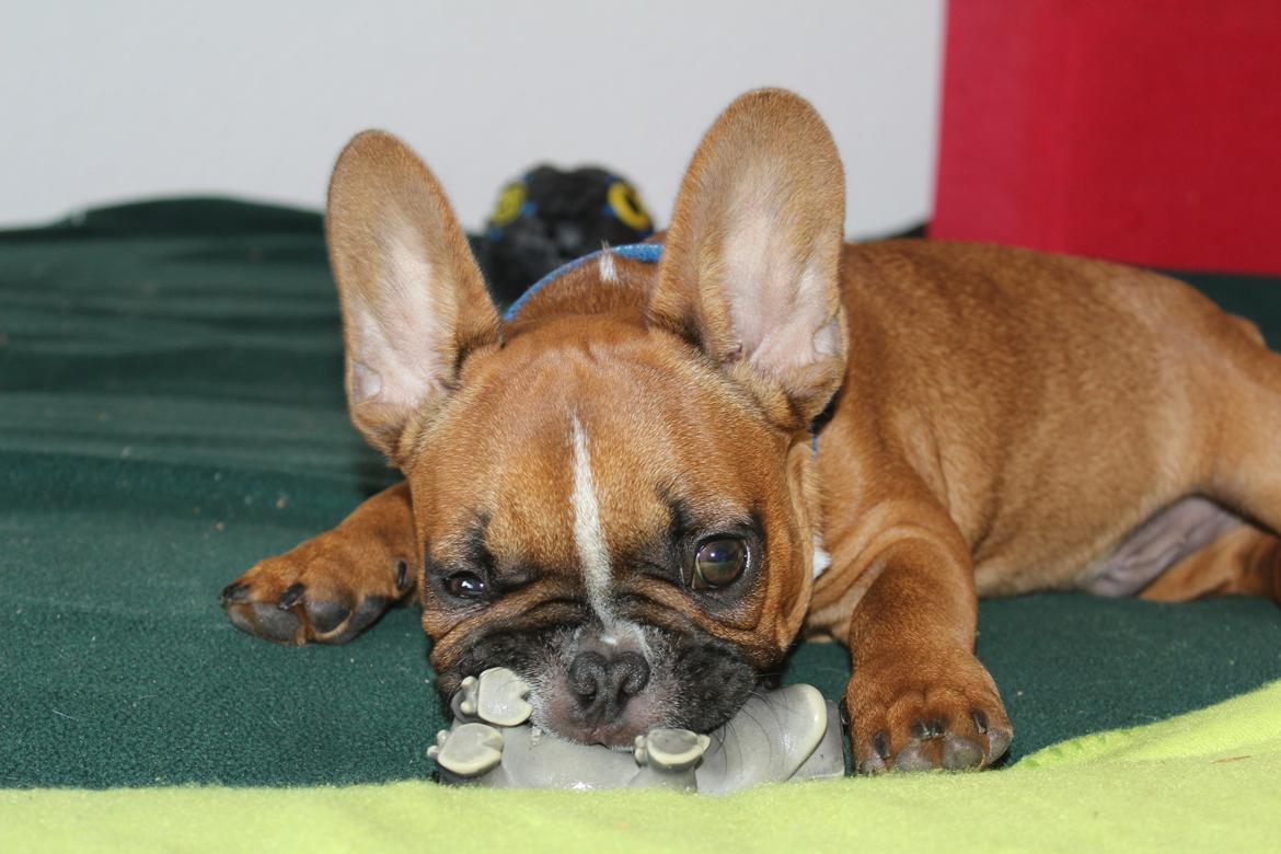 Fransk bulldog Arnold billede 39